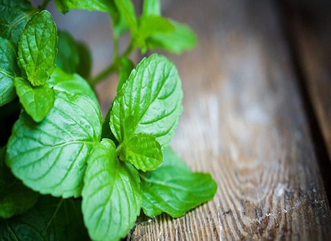 قیمت سبزی نعناع خشک بسته بندی + بهترین قیمت عمده